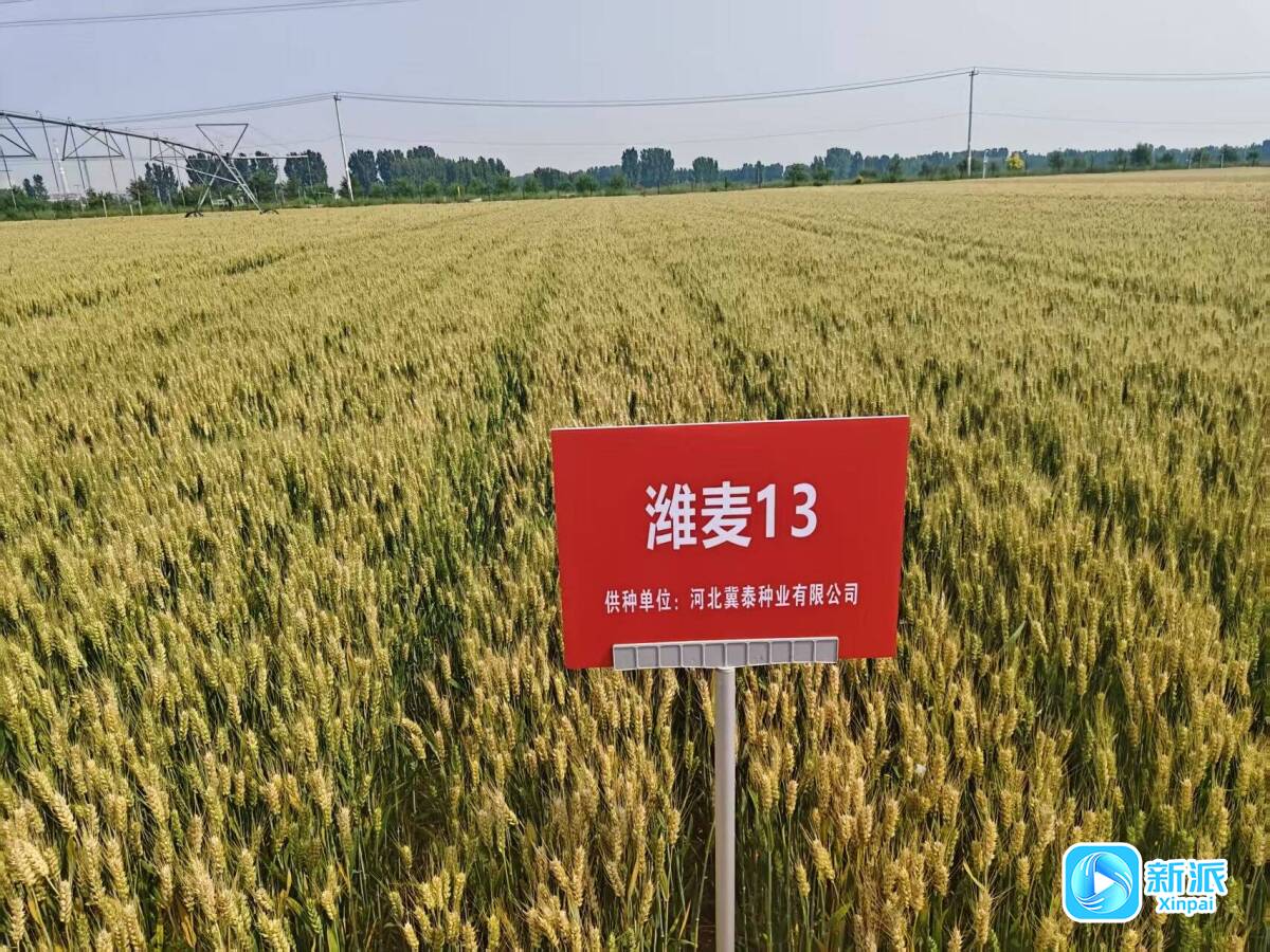 “潍麦13”通过国家审定！潍坊种业创新取得新突破